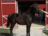 حصان, Rocky Mountain Horse — الصورة 6