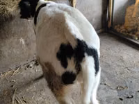 Cattle (batch, sex not specified), Cattle — photo 3