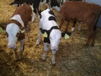 Sığır (parti, cinsiyet belirtilmedi), Simmental cattle — foto 2