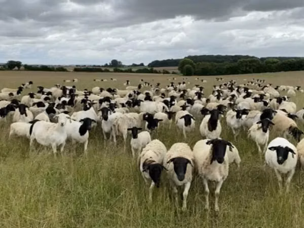 Sheep, Dorper sheep