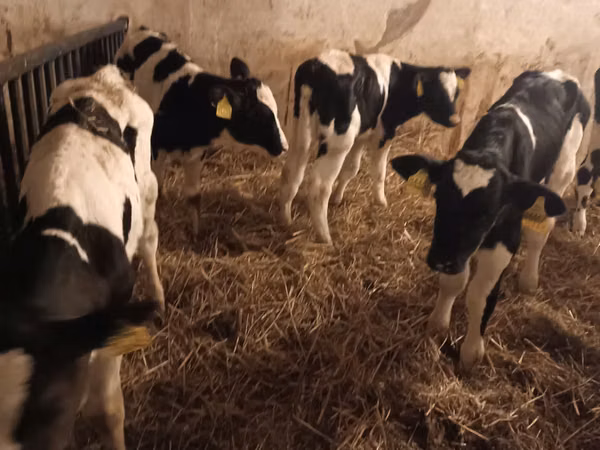 Boğa, Russian Black pied cattle