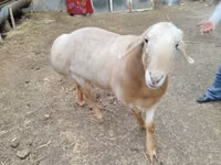 قوچ, Arashan sheep — عکس 4