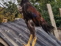 Chickens — عکس 3