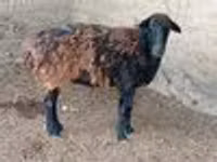 Ram, Sheep — photo 5