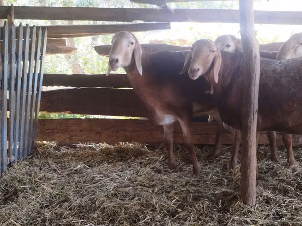 قوچ, Arashan sheep — قرقیزستان