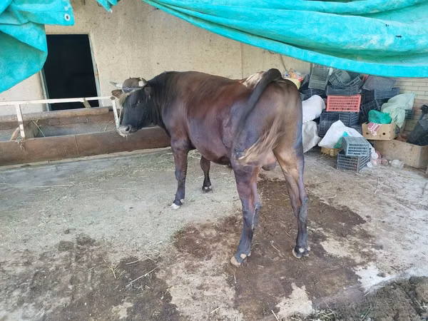 सांड, मवेशी — उज़्बेकिस्तान