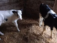 황소, Russian Black pied cattle — 사진 4