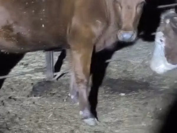 Cow, Cattle — Kazakhstan