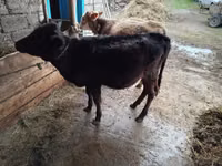 Cow, Cattle — photo 5