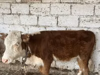 گاو نر, گاو سفیدسر قزاقستانی — عکس 3
