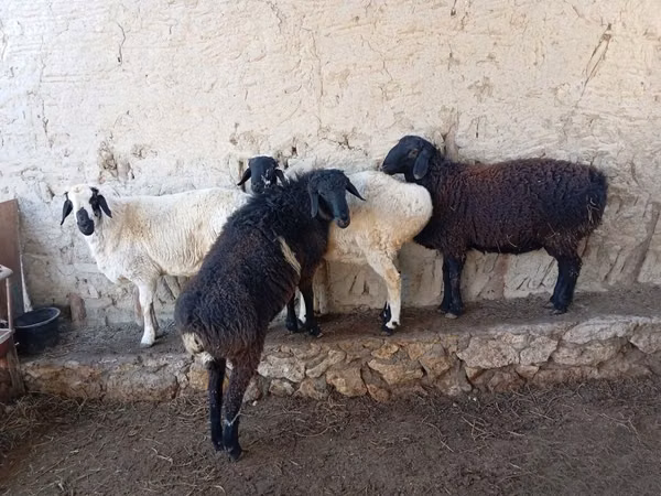 Ram, Sheep — Uzbekistan