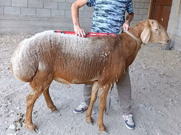 Sheep, Hissar sheep — Kyrgyzstan