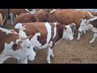 Bull, Simmental cattle — photo 3
