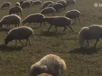 Sheep, Sheep — photo 1