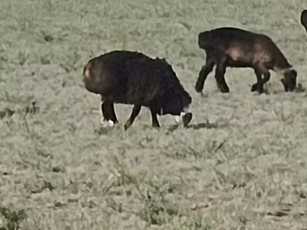 Sheep (batch, sex not specified), Hissar sheep