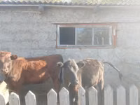 母牛, Cattle — 照片 2
