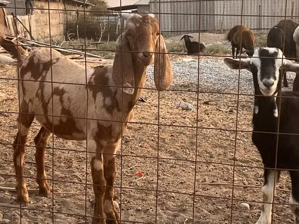 Billy Goat, Beetal goats — Kazakhstan