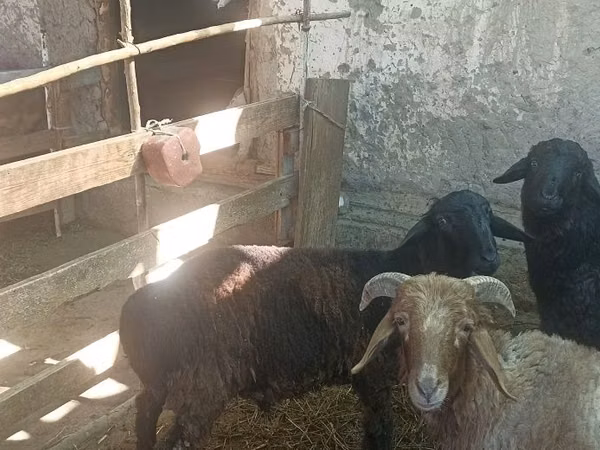 Kambing jantan, Hissar sheep
