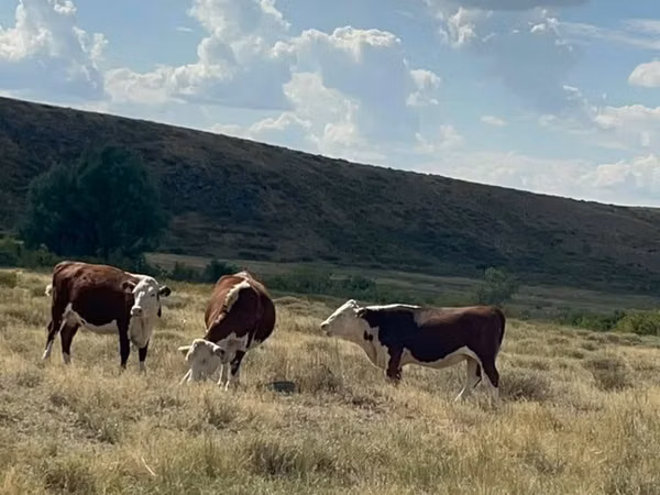Cow, Kazakh White-headed cow — Kazakhstan