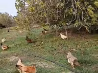 Chickens — photo 2