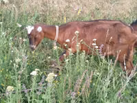 बकरी, LaMancha goats — फ़ोटो 4