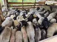 Sheep, Tsigai sheep — photo 1