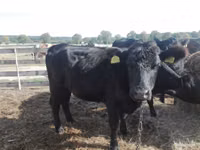 Cow, Aberdeen-Angus — photo 5