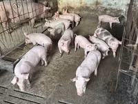 Boar, Pigs — photo 3