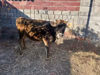 Vaca, Raza Alatau — foto 3