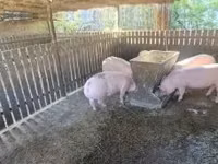 Sow, Pigs — photo 5