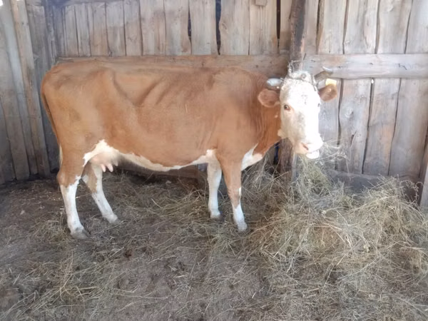 Cow, Simmental cattle — Kazakhstan