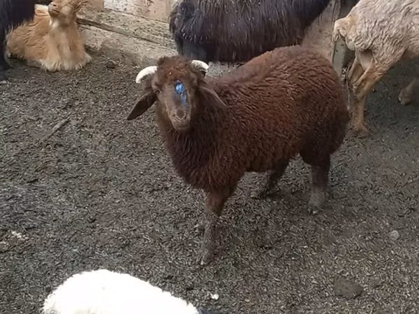 Biri-biri (lot, jantina tidak dinyatakan), Red Karaman sheep — Azerbaijan