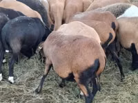แกะตัวผู้, Cameroon sheep — รูปภาพ 1
