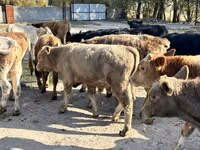 วัวตัวผู้, Swiss cattle — รูปภาพ 5