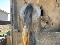 Ձի, Kazakh horse — լուսանկար 3
