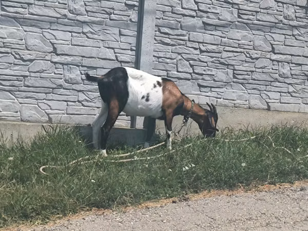 Goat, Goats