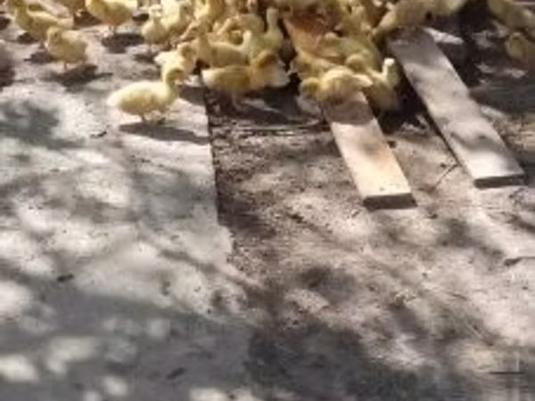 Мюлард