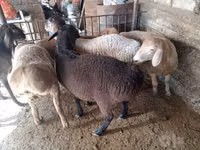 Ram, Rhon sheep — photo 2