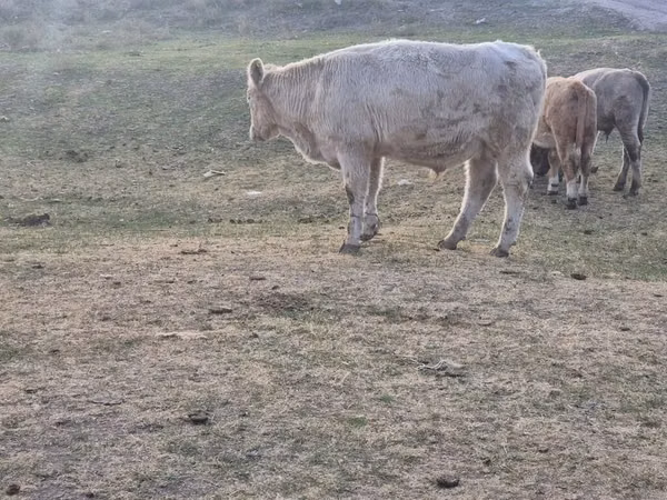 گاو نر, گاو