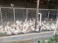 Leghorn — sawirka 6