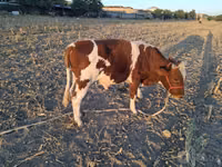 Bull, Simmental cattle — photo 4