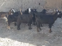 Goat, Goats — photo 2
