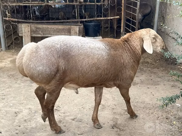 ஆண் ஆடு, ஆடுகள்