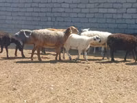 Хуц, Ordabasy sheep — 5 зураг