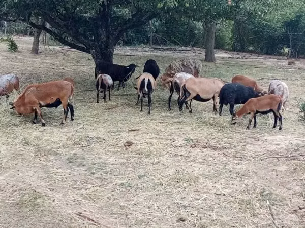 แกะตัวผู้, Cameroon sheep — ฮังการี