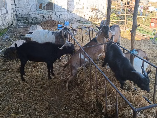 Billy Goat, Nubian Goat