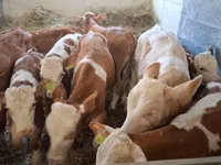 Bovinos (lote, sexo no especificado), Simmental cattle — foto 3