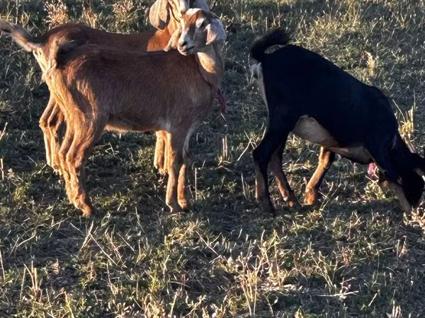 Ged, Nubian Goat — Kasakhstan