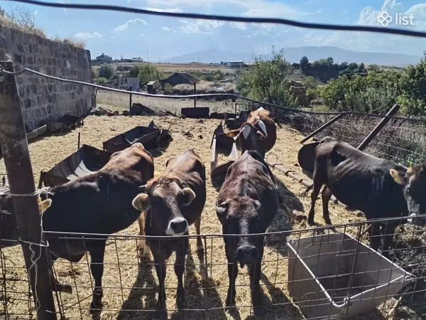Cow, Cattle — Armenia