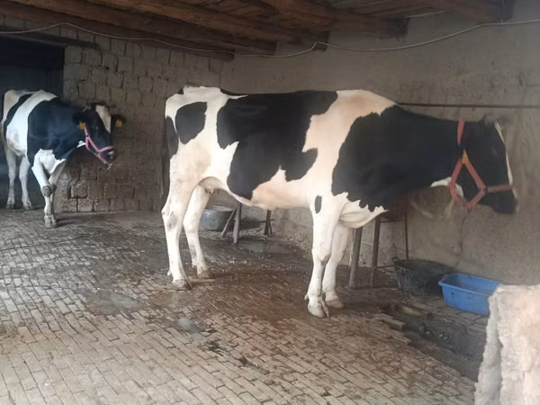 Cow, Russian Black pied cattle — Uzbekistan